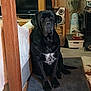 dog, black_dog, pet, indoor, living_room, mat, furniture, television, speaker, dog_bowl, wooden_post, carpet, decor, household_items, floor, seated, looking_at_camera, domestic, cozy, animal