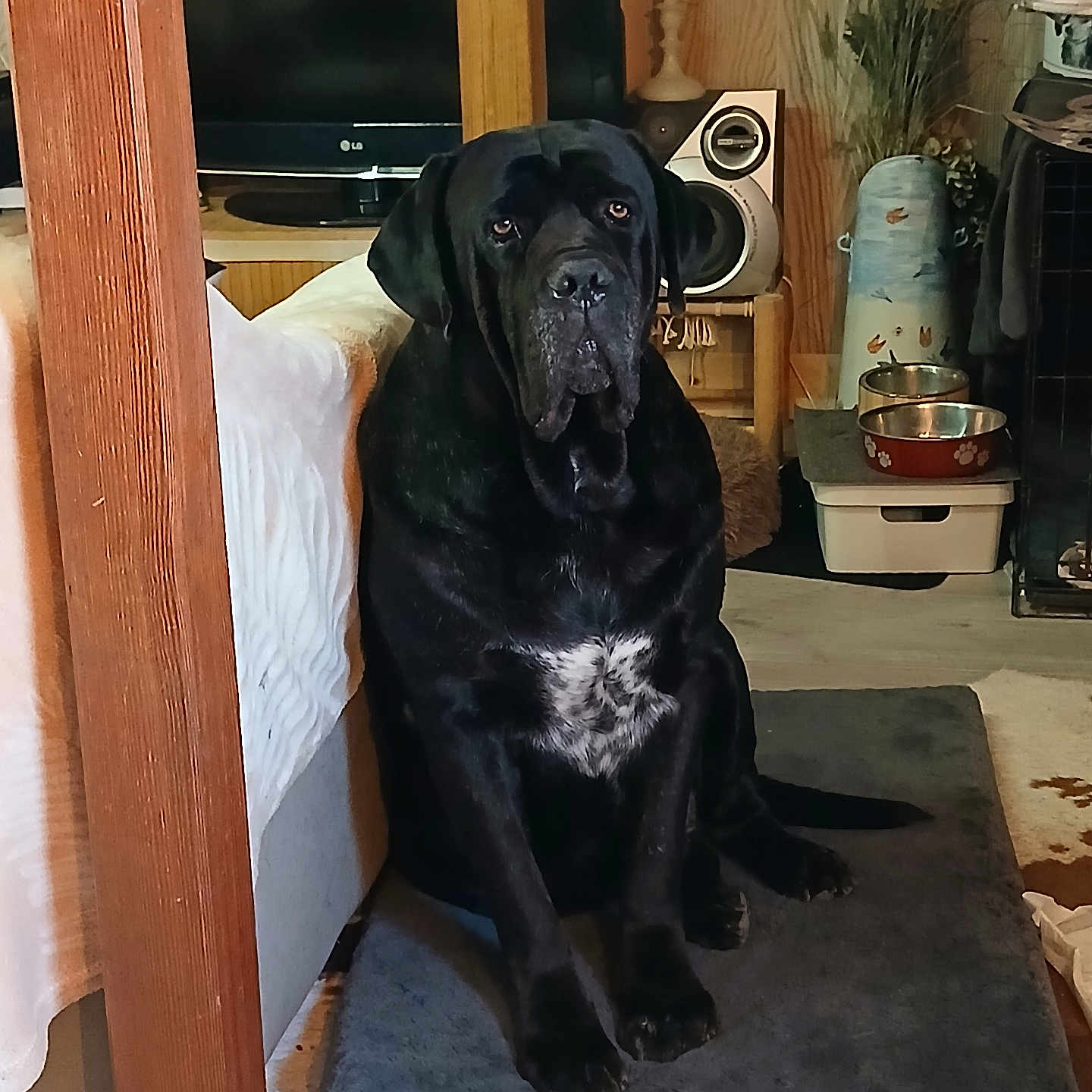O-Gino participe au concours pour gagner de l'argent avec cette photo : animal, black_dog, carpet, cozy, decor, dog, dog_bowl, domestic, floor, furniture, household_items, indoor, living_room, looking_at_camera, mat, pet, seated, speaker, television, wooden_post
