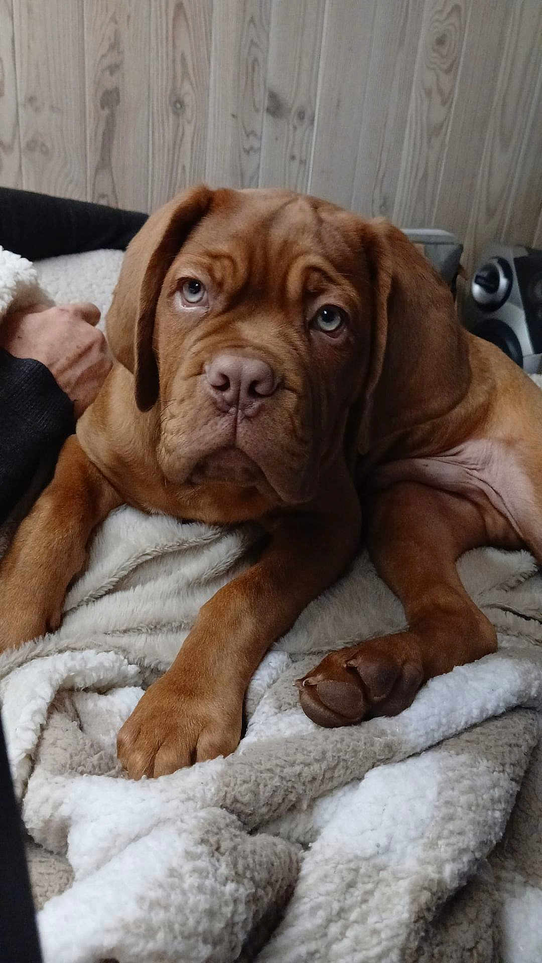 Anto a rejoint le concours — aidez-le/la à gagner de superbes lots ! puppy, dog, brown_dog, blanket, cozy, indoor, wooden_wall, pet, cute, animal, canine, relaxed, fur, paw, snout, ears, companion, home, comfort, looking