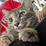 cat, close_up, gray_cat, whiskers, green_eyes, paws, indoor, person, red_shirt, tattoo, blurred_background, figurine, orange_cat_figurine, furniture, home, curious, resting, pet, animal, portrait