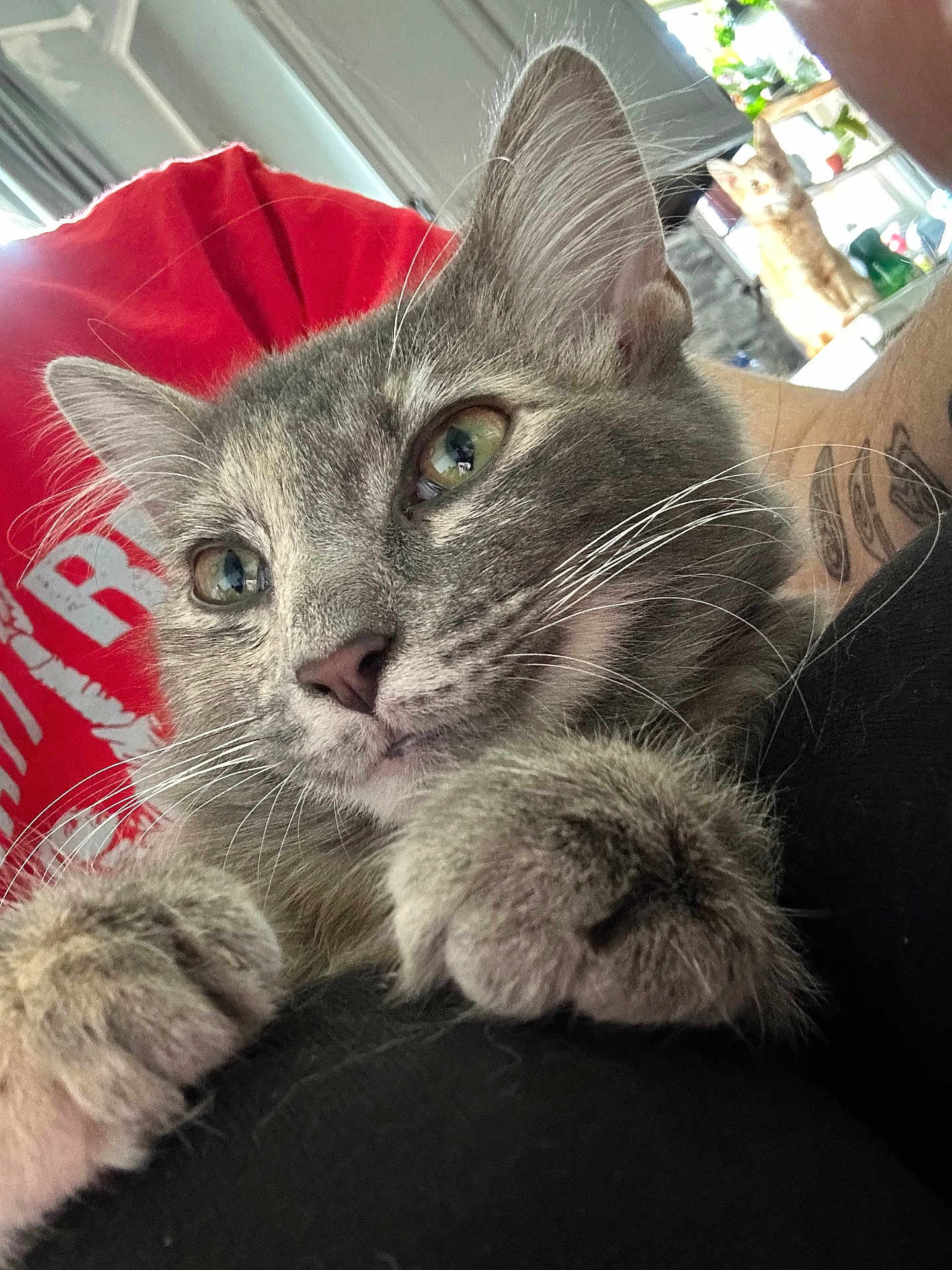 Yuki joined the competition — help win amazing prizes! cat, close_up, gray_cat, whiskers, green_eyes, paws, indoor, person, red_shirt, tattoo, blurred_background, figurine, orange_cat_figurine, furniture, home, curious, resting, pet, animal, portrait