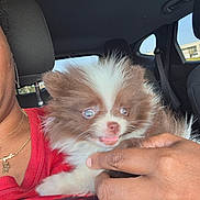 Ms Foxy joined the competition — help win amazing prizes! animal, brown_and_white, car_interior, closeup, cute, daylight, dog, expression, fluffy, fur, hand, holding, indoor, person, pet, portrait, puppy, red_shirt, seat, window