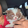 animal, brown_and_white, car_interior, closeup, cute, daylight, dog, expression, fluffy, fur, hand, holding, indoor, person, pet, portrait, puppy, red_shirt, seat, window
