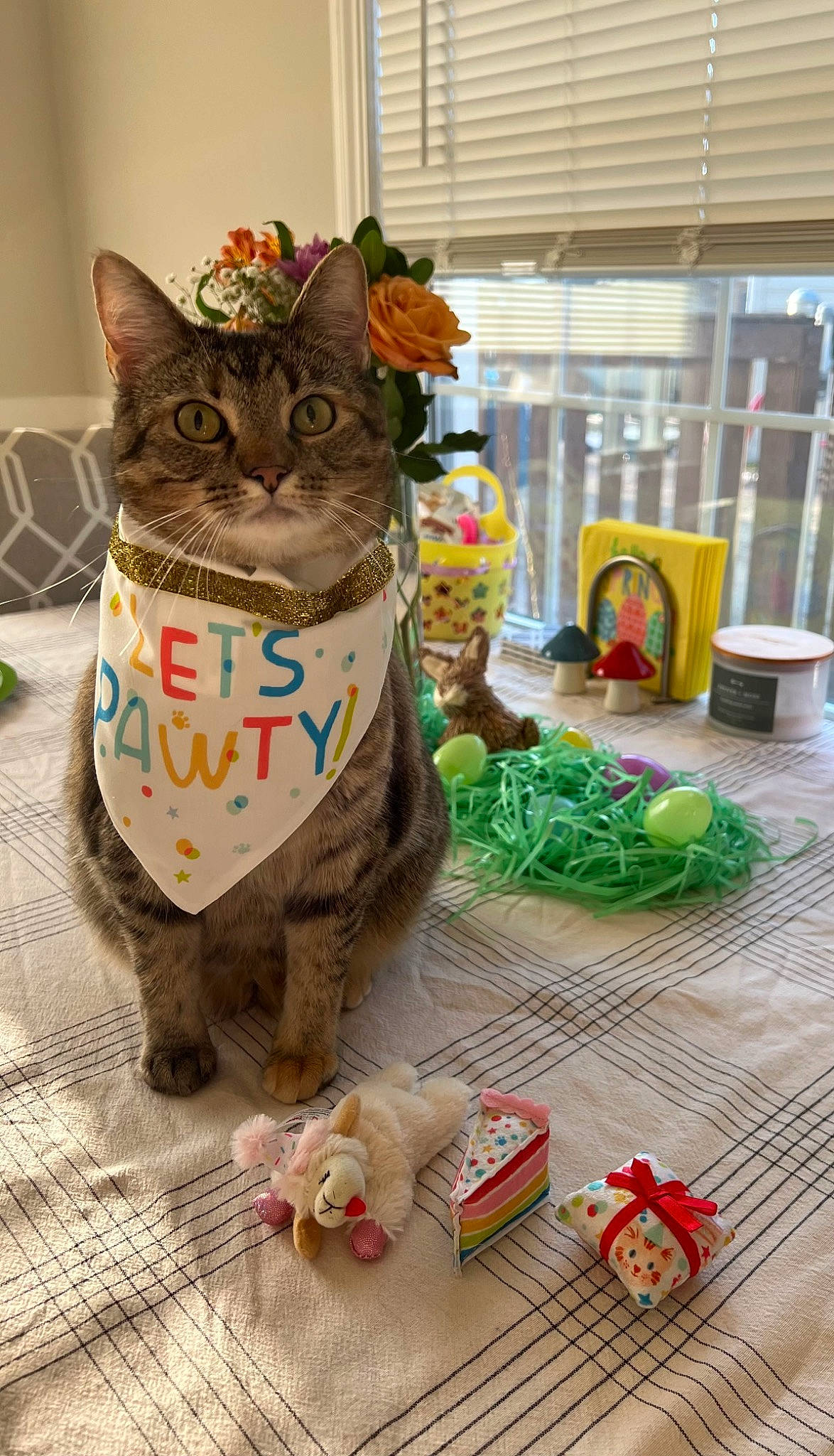 Chai is registered to the contest to win money with this photo: carnivore, cat, comfort_food, domestic_short_haired_cat, event, fawn, felidae, flooring, fur, holiday, small_to_medium_sized_cats, tail, whiskers, window, wood