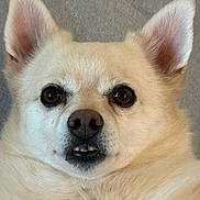 Nick is registered to the contest to win money with this photo: dog, pet, close_up, face, ears, eyes, nose, fur, cream_color, tan, small_breed, muzzle, teeth, whiskers, portrait, indoor, couch, relaxed, cute, fluffy