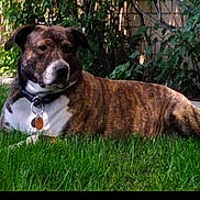 Dakota is registered to the contest to win money with this photo: dog, brindle, grass, outdoor, pet, collar, leafy, garden, canine, relaxed, animal, nature, side_view, mammal, domestic_animal, summer, resting, fence, daytime, companion