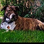 dog, brindle, grass, outdoor, pet, collar, leafy, garden, canine, relaxed, animal, nature, side_view, mammal, domestic_animal, summer, resting, fence, daytime, companion