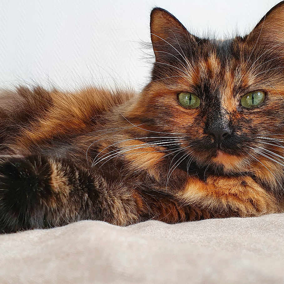 Noisette participe au concours pour gagner de l'argent avec cette photo : abyssinian, angora, animal, architecture, building, cat, couch, furniture, hardwood, indoors, interiordesign, kitten, lamp, lampshade, livingroom, manx, pet, room, tablelamp, wood