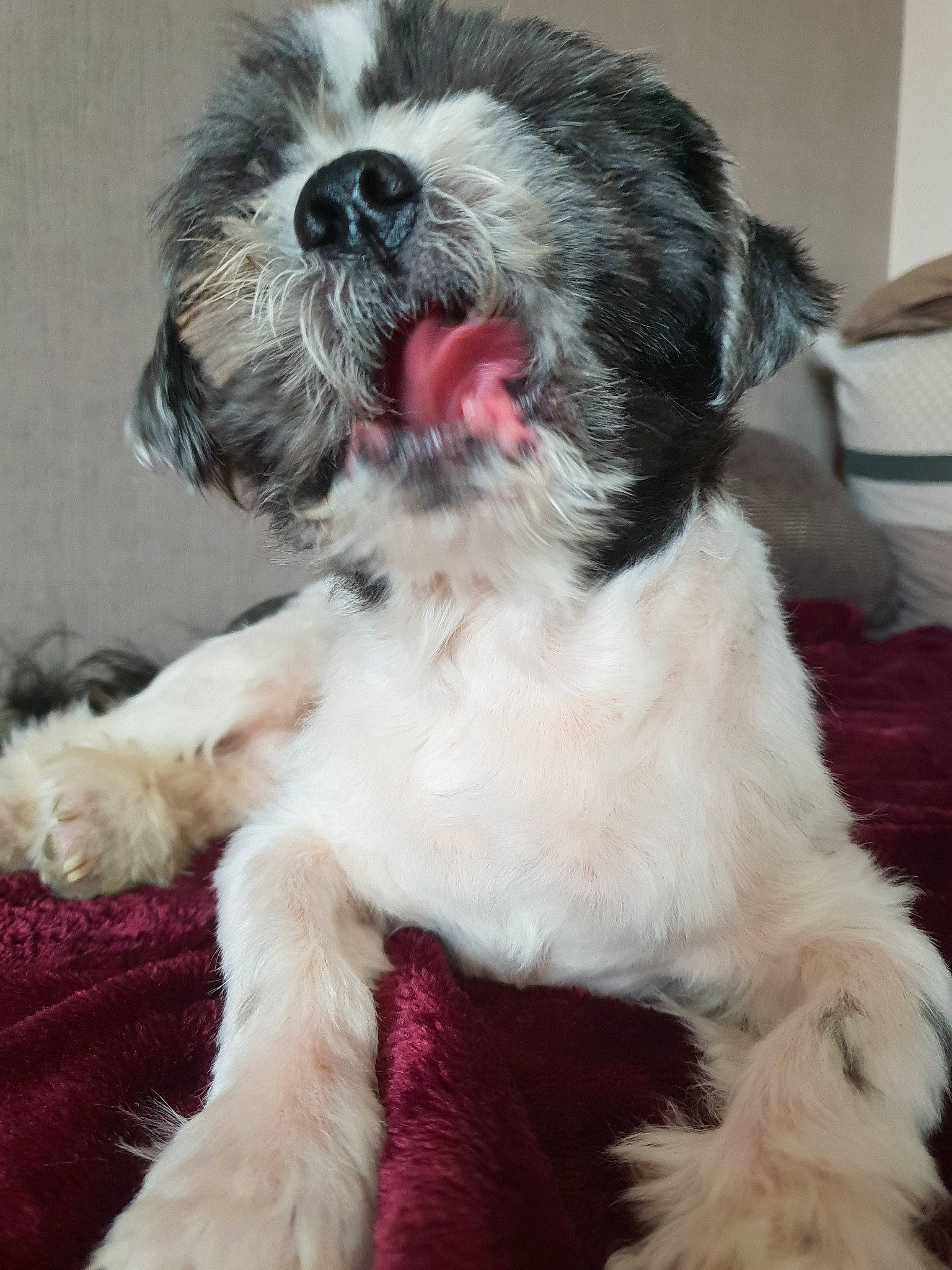 Lucky participe au concours pour gagner de l'argent avec cette photo : bolonka, canidae, carnivore, companion_dog, dog, dog_breed, kyi_leo, lhasa_apso, mammal, non_sporting_group, puppy, rare_breed_dog, schnoodle, shih_poo, shih_tzu, snout, sporting_group, sporting_lucas_terrier, tibetan_terrier, vertebrate