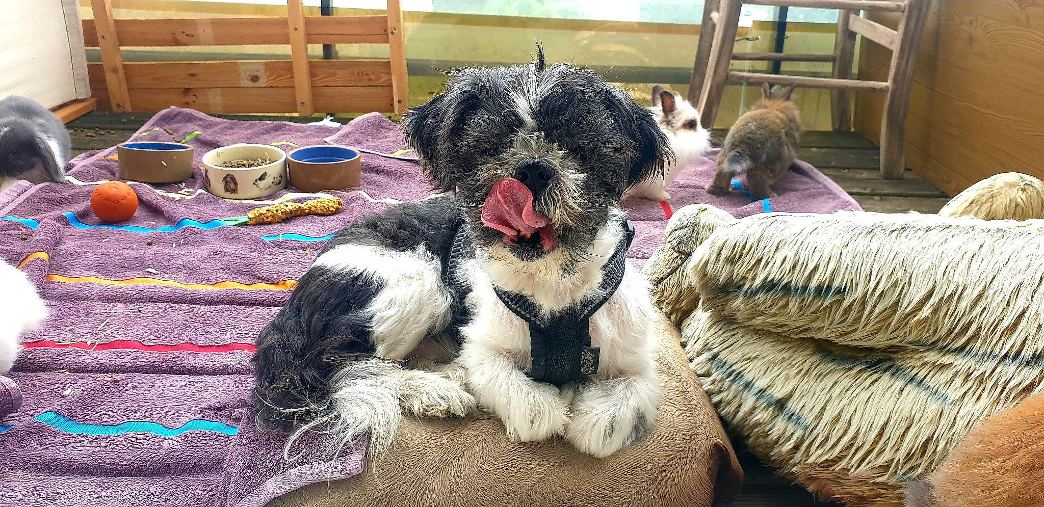 Lucky participe au concours pour gagner de l'argent avec cette photo : bolonka, canidae, carnivore, companion_dog, dog, dog_breed, havanese, mammal, non_sporting_group, puppy, rare_breed_dog, schapendoes, schnoodle, shih_tzu, sporting_group, sporting_lucas_terrier, terrier, tibetan_terrier, toy_dog, vertebrate