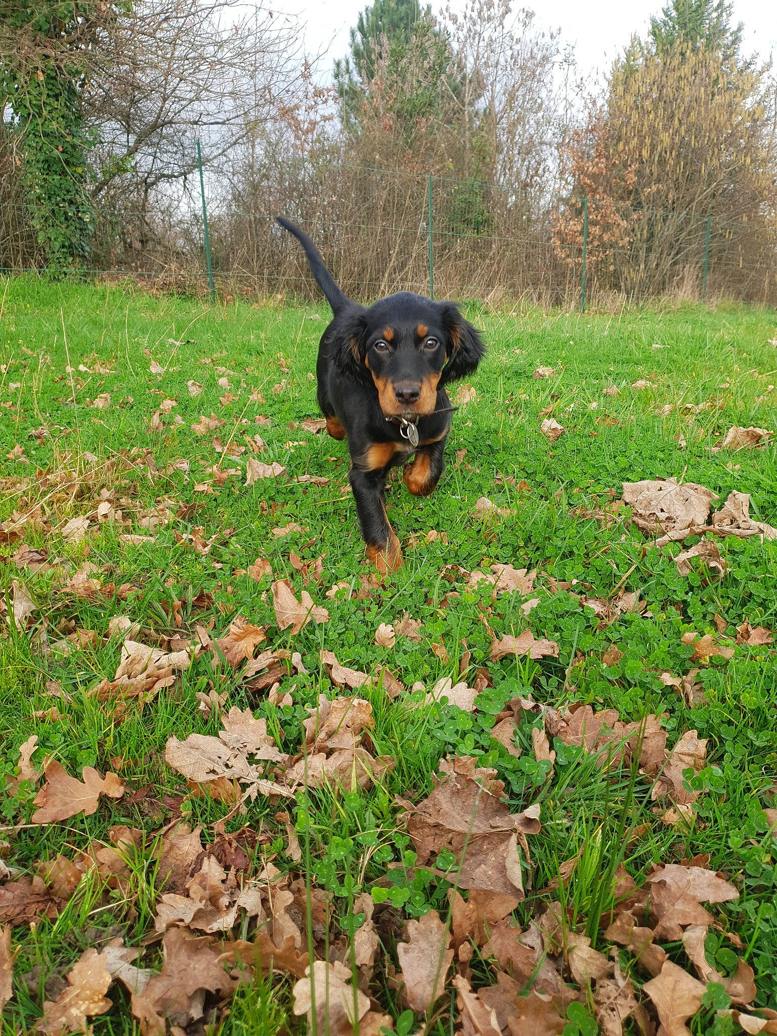 Plume participe au concours pour gagner de l'argent avec cette photo : alpine_dachsbracke, austrian_black_and_tan_hound, canidae, carlin_pinscher, carnivore, dog, dog_breed, grass, hunting_dog, lithuanian_hound, mammal, montenegrin_mountain_hound, polish_hunting_dog, puppy, rare_breed_dog, smaland_hound, sporting_group, transylvanian_hound, tyrolean_hound, vertebrate