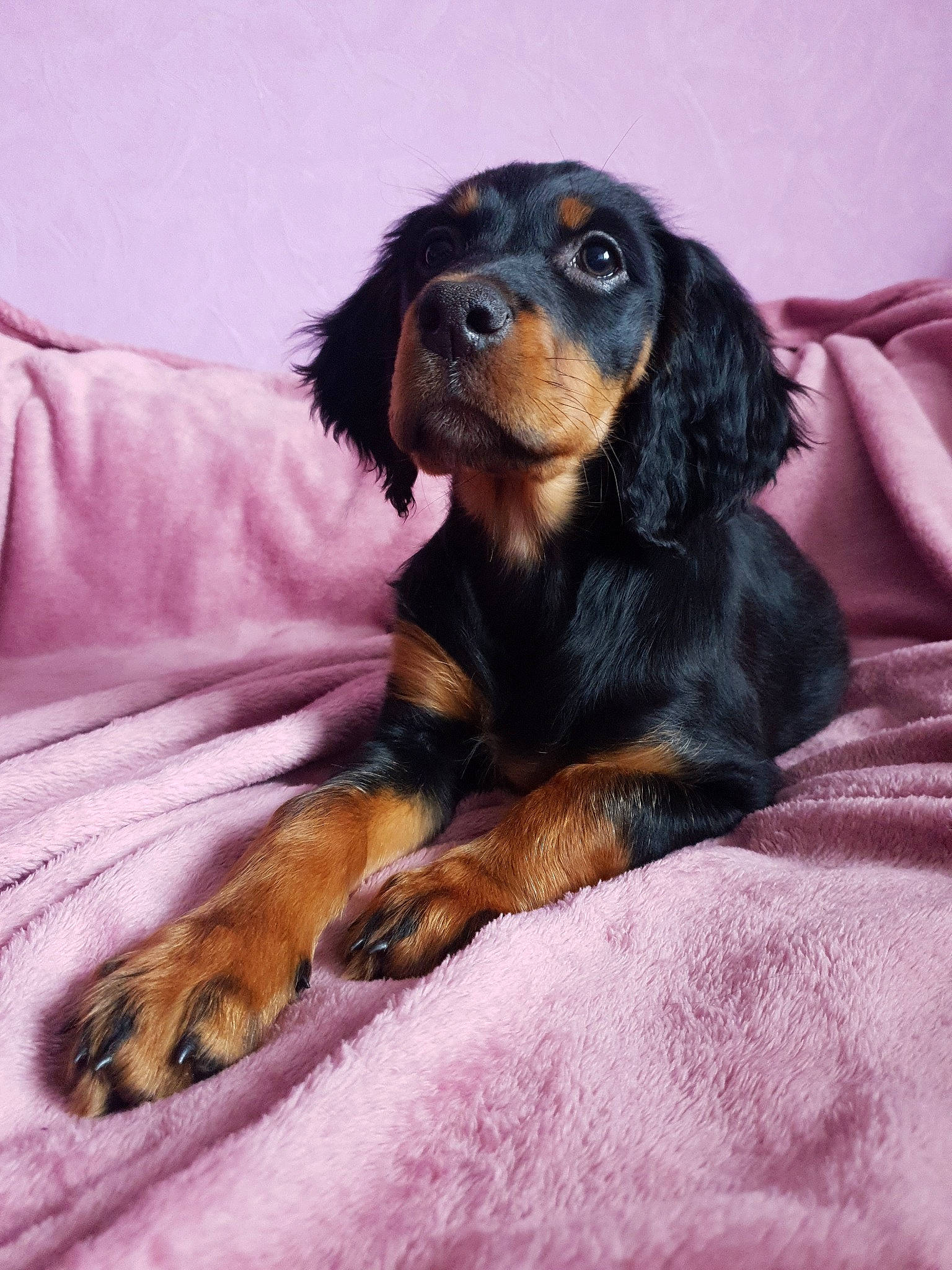 Plume a rejoint le concours — aidez-le/la à gagner de superbes lots ! beagador, canidae, carnivore, companion_dog, dog, dog_breed, gordon_setter, mammal, puppy, rare_breed_dog, spaniel, sporting_group, vertebrate