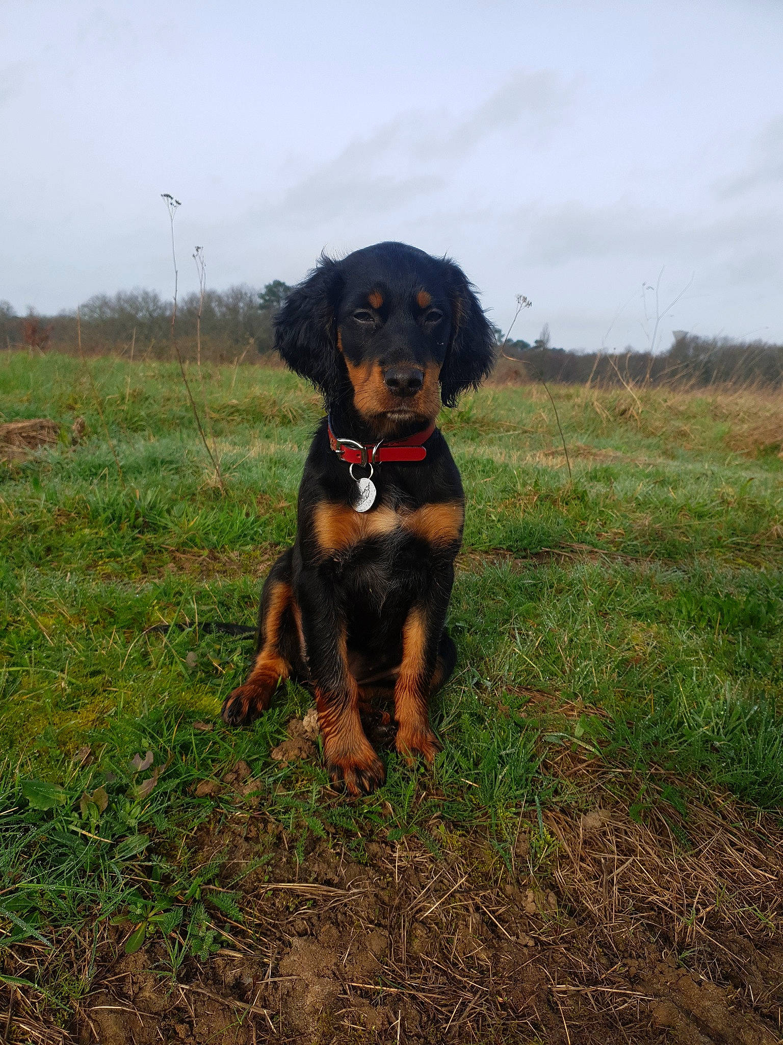 Plume a rejoint le concours — aidez-le/la à gagner de superbes lots ! austrian_black_and_tan_hound, canidae, carnivore, companion_dog, dog, dog_breed, gordon_setter, huntaway, hunting_dog, lithuanian_hound, mammal, montenegrin_mountain_hound, rare_breed_dog, setter, smaland_hound, sporting_group, transylvanian_hound, tyrolean_hound, vertebrate