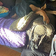 Nala is registered to the contest to win money with this photo: animal, black_and_tan, blanket, brown_dog, canine, couch, cozy, dog, domestic, furniture, happy, home, indoor, living_room, pet, pillow, relaxing, resting, sunlight, wood_floor