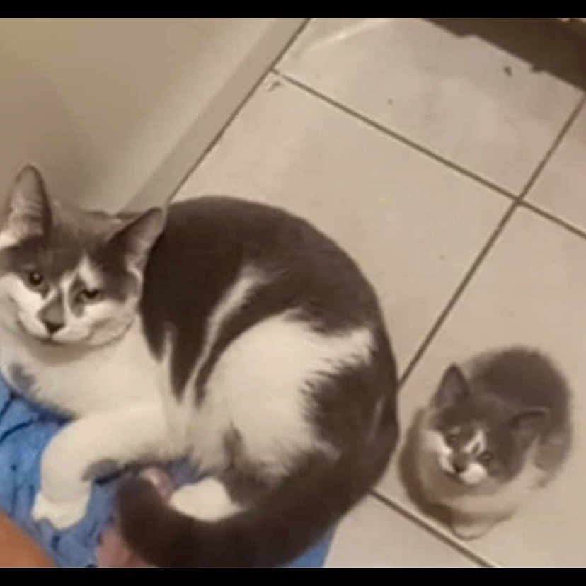 Six And Uno joined the competition — help win amazing prizes! animal, blue_towel, cat, companions, cozy, curious, domestic_cat, feline, floor_tiles, indoor, kitten, large_cat, looking_up, pet, relaxed, resting, small_cat, tiled_floor, two_cats, white_and_gray