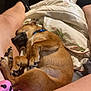 Enez joined the competition — help win amazing prizes! bed, blanket, brown_dog, collar, cozy, cute, dog, furniture, hearts, home, indoor, legs, pajamas, paw, person, pink, relaxation, resting, sleeping, small_dog