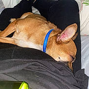 Enez joined the competition — help win amazing prizes! bed, black_pants, black_shirt, blanket, blue_collar, brown_dog, closeup, comfort, cozy, dog, floral_pattern, highlighter, human, indoor, lap, person, pet, relaxing, resting, sleeping