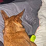 Enez is registered to the contest to win money with this photo: animal, bed, blanket, brown_dog, canine, comfort, cozy, dog, domestic_animal, ears, fabric, fur, furniture, household, indoor, nap, pet, relaxation, resting, sleeping