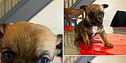 Enez joined the competition — help win amazing prizes! animal, canine, chihuahua, computerhardware, dog, electronics, face, file, hardware, head, monitor, page, person, pet, puppy, screen, snout, terrier, text, webpage