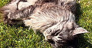 Tonka a rejoint le concours — aidez-le/la à gagner de superbes lots ! cat, fluffy, gray, grass, outdoor, sunlight, relaxed, feline, nature, pet, animal, sleeping, resting, green, summer, cute, mammal, whiskers, ears, soft