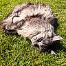cat, fluffy, gray, grass, outdoor, sunlight, relaxed, feline, nature, pet, animal, sleeping, resting, green, summer, cute, mammal, whiskers, ears, soft