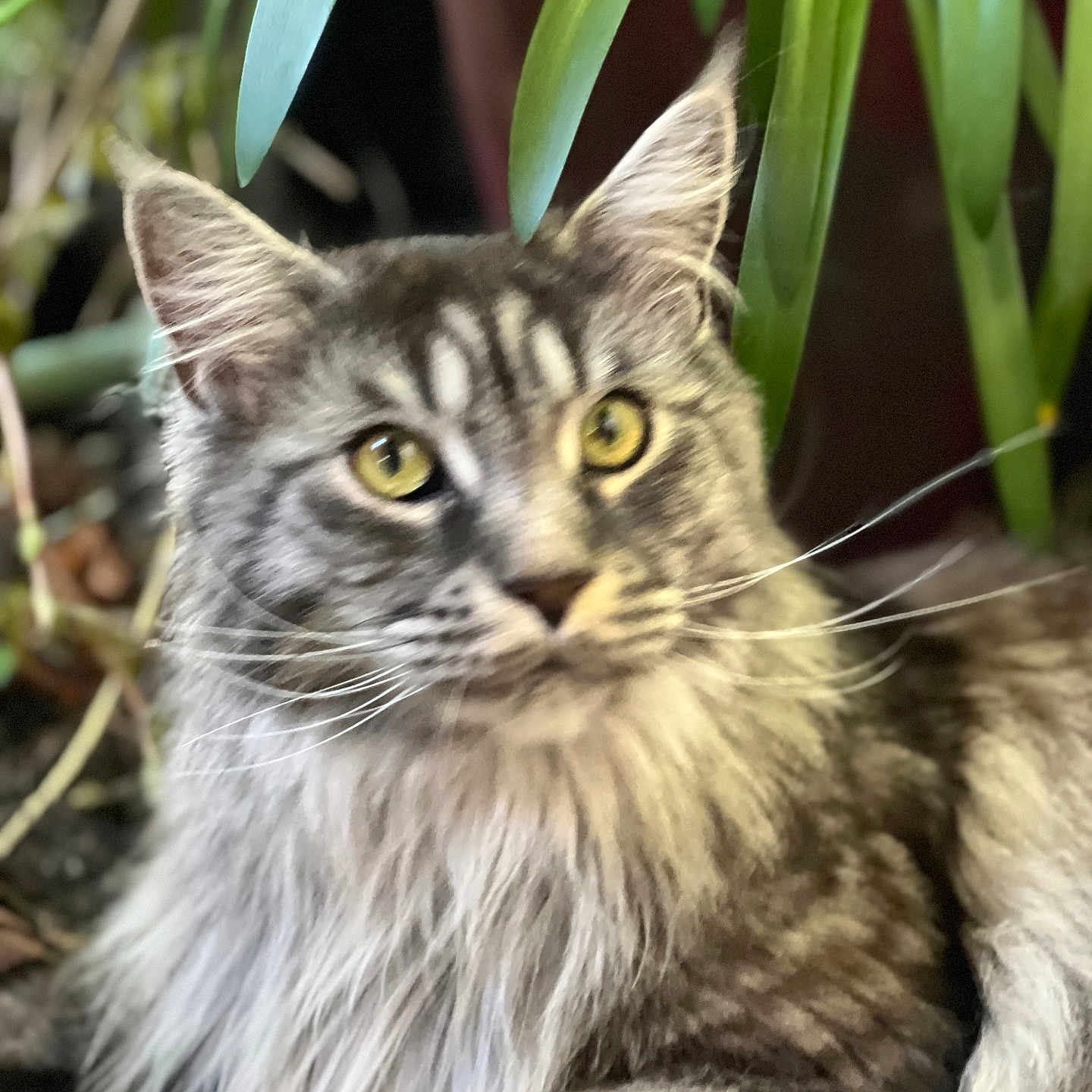 Tonka a rejoint le concours — aidez-le/la à gagner de superbes lots ! cat, long_hair, yellow_eyes, plant, green_leaves, indoor, pet, animal, feline, whiskers, fur, close_up, portrait, relaxed, nature, domestic_cat, curious, mammal, laying, soft_focus