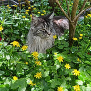 Tonka participe au concours pour gagner de l'argent avec cette photo : cat, long_hair, flower, yellow_flower, greenery, plant, tree, outdoor, sunlight, nature, garden, leaf, pet, animal, feline, relaxing, flora, close_up, daylight, peaceful