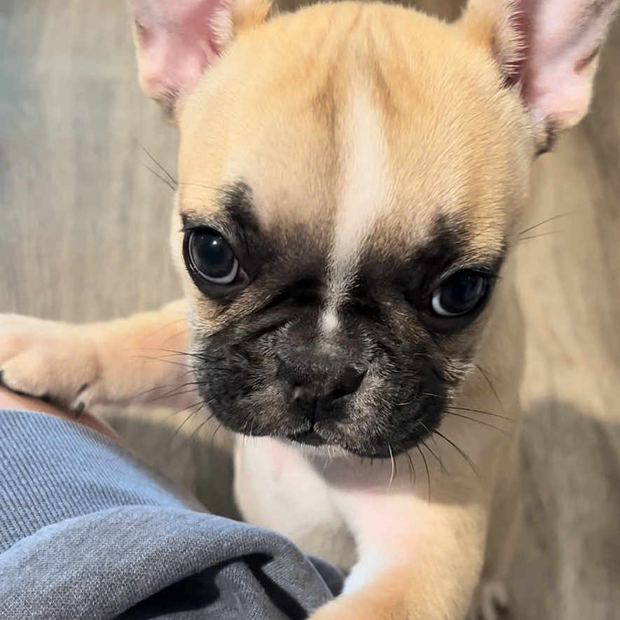 Luna joined the competition — help win amazing prizes! adorable, attentive, big_eyes, close_up, clothing, curious, dog, ears, face, french_bulldog, gray_shirt, hardwood_floor, indoor, lap, paws, pet_bed, portrait, puppy, toy, whiskers