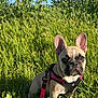 animal, big_ears, black_mask, blue_sky, canine, cute, dog, field, french_bulldog, grass, harness, leash, nature, outdoors, portrait, puppy, sitting, sunny, tan_coat, wildflowers