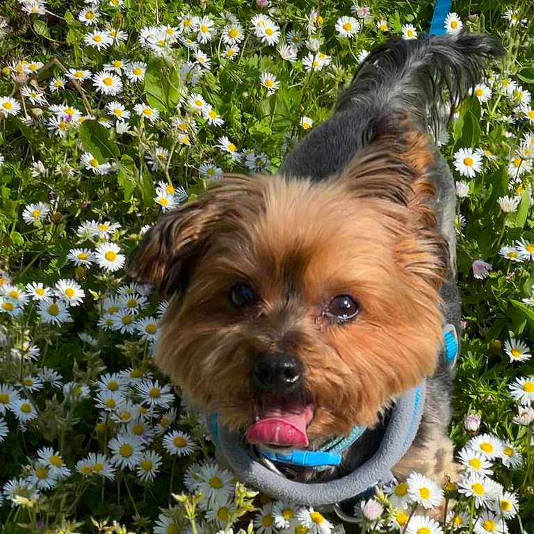 Charlie is registered to the contest to win money with this photo: anemone, animal, canine, daisy, dog, face, flower, grass, head, herbal, herbs, person, pet, petal, photography, plant, portrait, puppy, summer, vegetation