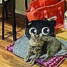 Leo is registered to the contest to win money with this photo: cat, gray_cat, fluffy, feline, pet, animal, indoors, cushion, bedding, lounging, sitting, wood_floor, furniture, shopping_bag, cartoon, large_eyes, collar, relaxed, home, portrait