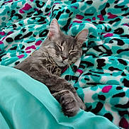 Leo joined the competition — help win amazing prizes! cat, gray_cat, sleeping, sleepy, pet, animal, whiskers, ears, paws, fur, collar, blanket, bedding, leopard_print, turquoise, pink, black, indoors, cozy, portrait