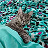 cat, gray_cat, sleeping, sleepy, pet, animal, whiskers, ears, paws, fur, collar, blanket, bedding, leopard_print, turquoise, pink, black, indoors, cozy, portrait