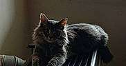Leo joined the competition — help win amazing prizes! cat, feline, fluffy, gray_fur, long_hair, pet, animal, sitting, lounging, indoors, window, sunlight, backlit, radiator, piano, home, room, skull_decoration, winter, portrait