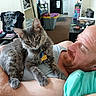 Leo joined the competition — help win amazing prizes! cat, long_hair, gray_fur, pet, animal, man, person, bald, beard, indoors, home, bedroom, cuddling, sitting, close_up, portrait, collar, tag, arms, furniture