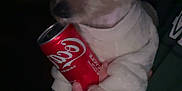 Minnie is registered to the contest to win money with this photo: animal, beverage, can, can_cola, closeup, clothing, coca_cola, cute, dark, dog, drink, fur, hand, holding, indoor, night, pet, portrait, small_dog, sweater