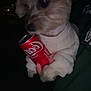 Minnie is registered to the contest to win money with this photo: dog, pet, can, coca_cola, sweater, hand, night, dark, beverage, drink, cute, small_dog, fur, animal, holding, clothing, can_cola, portrait, closeup, indoor