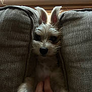 Minnie joined the competition — help win amazing prizes! dog, couch, hand, fur, ears, pet, indoor, cozy, cushion, window_blinds, furniture, animal, cute, relaxing, home, soft, portrait, domestic, companion, ring