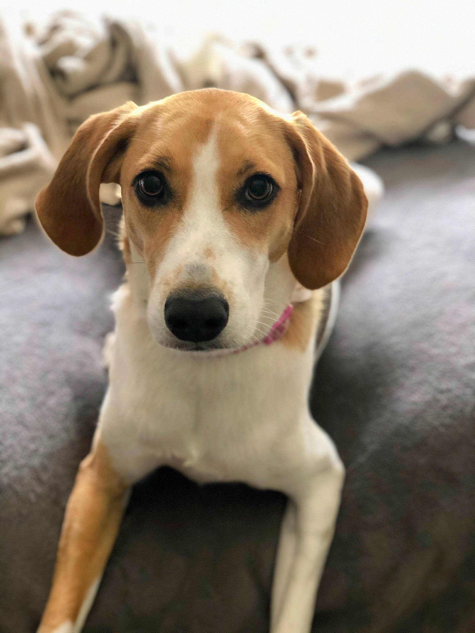 Lulu is registered to the contest to win money with this photo: canidae, carnivore, collar, companion_dog, dog, dog_breed, dog_collar, dog_supply, fawn, hunting_dog, pet_supply, scent_hound, snout, sporting_group, whiskers, wood, working_animal