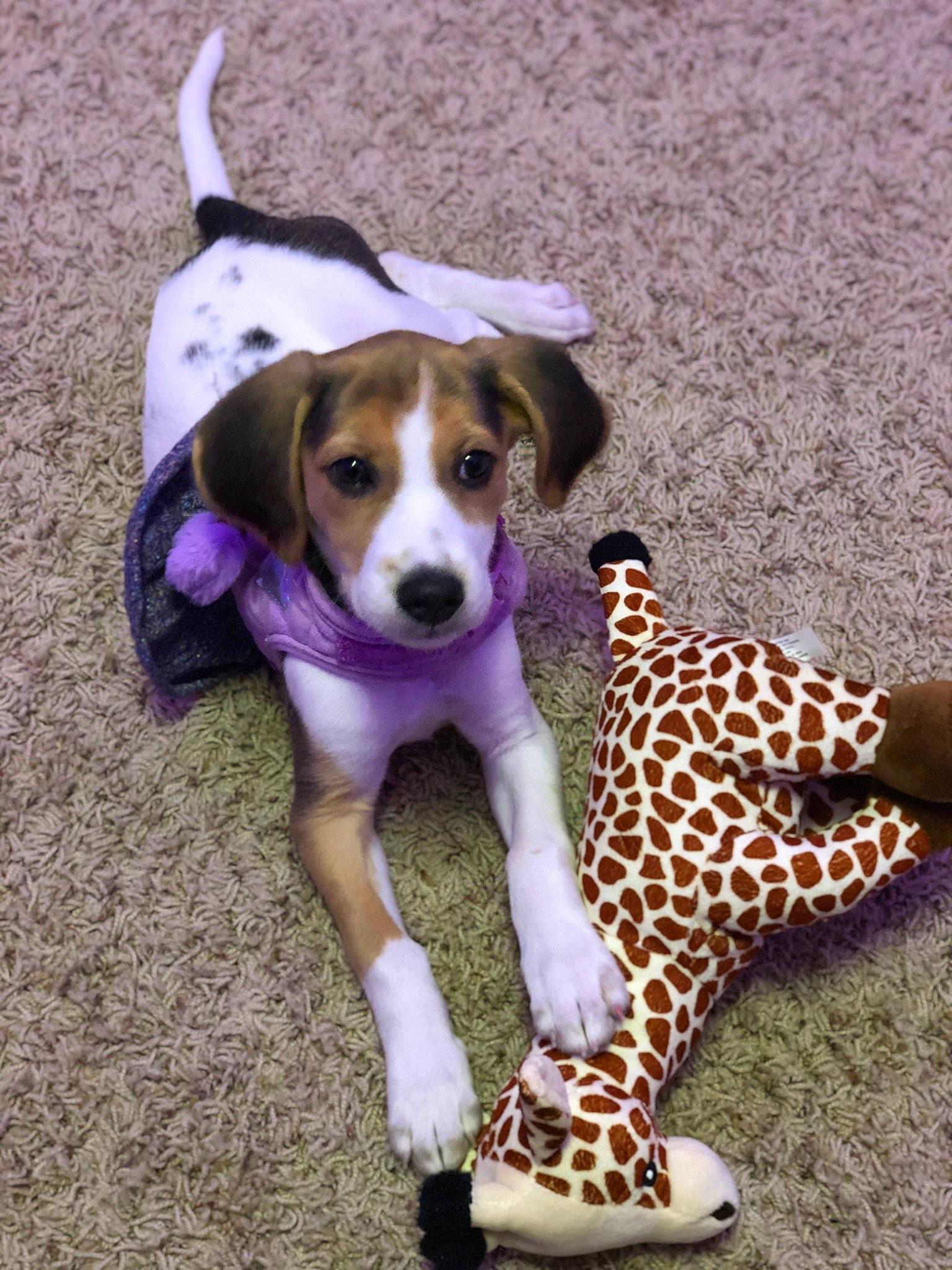 Lulu is registered to the contest to win money with this photo: beagle, canidae, carnivore, collar, companion_dog, dog, dog_breed, dog_supply, fawn, felidae, fur, giraffe, giraffidae, hound, leash, paw, scent_hound, snout, terrestrial_animal, toy
