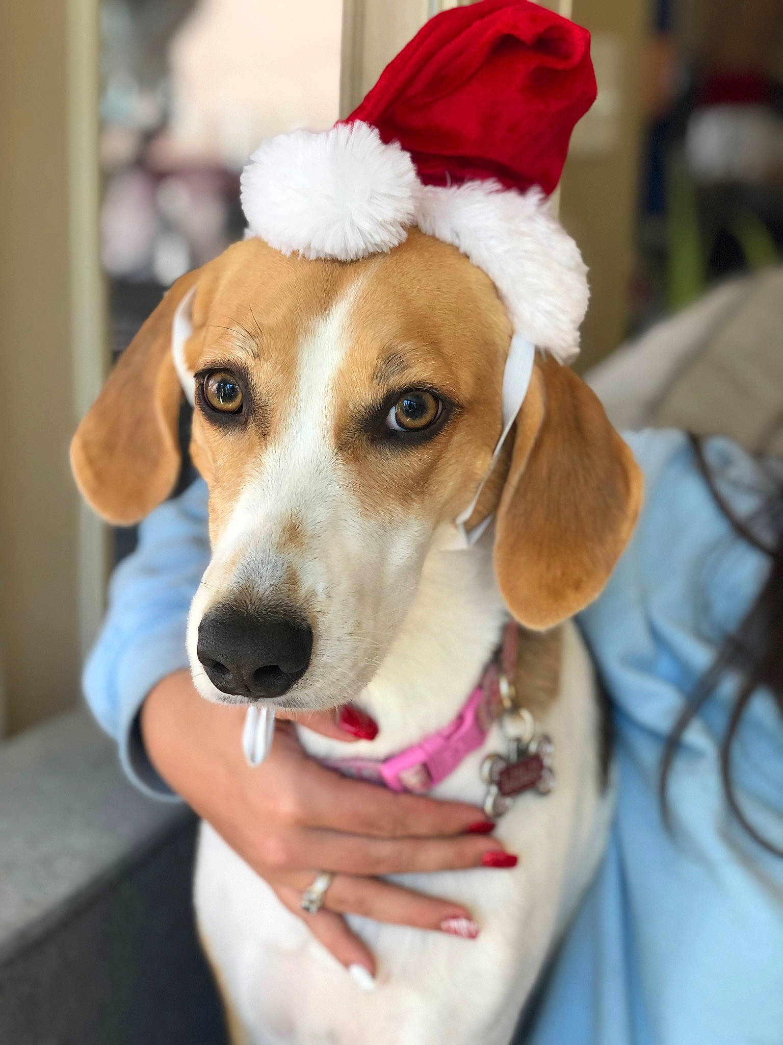 Lulu is registered to the contest to win money with this photo: canidae, carnivore, collar, companion_dog, costume_hat, dog, dog_breed, dog_clothes, dog_collar, dog_supply, event, fashion_accessory, fawn, fur, leash, pet_supply, snout, sporting_group, whiskers, working_animal