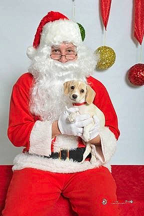 Tiny joined the competition — help win amazing prizes! beard, canidae, carnivore, christmas, christmas_eve, companion_dog, dog, dog_breed, event, fictional_character, fur, happy, holiday, lap, red, santa_claus, smile, sporting_group, toy_dog, white