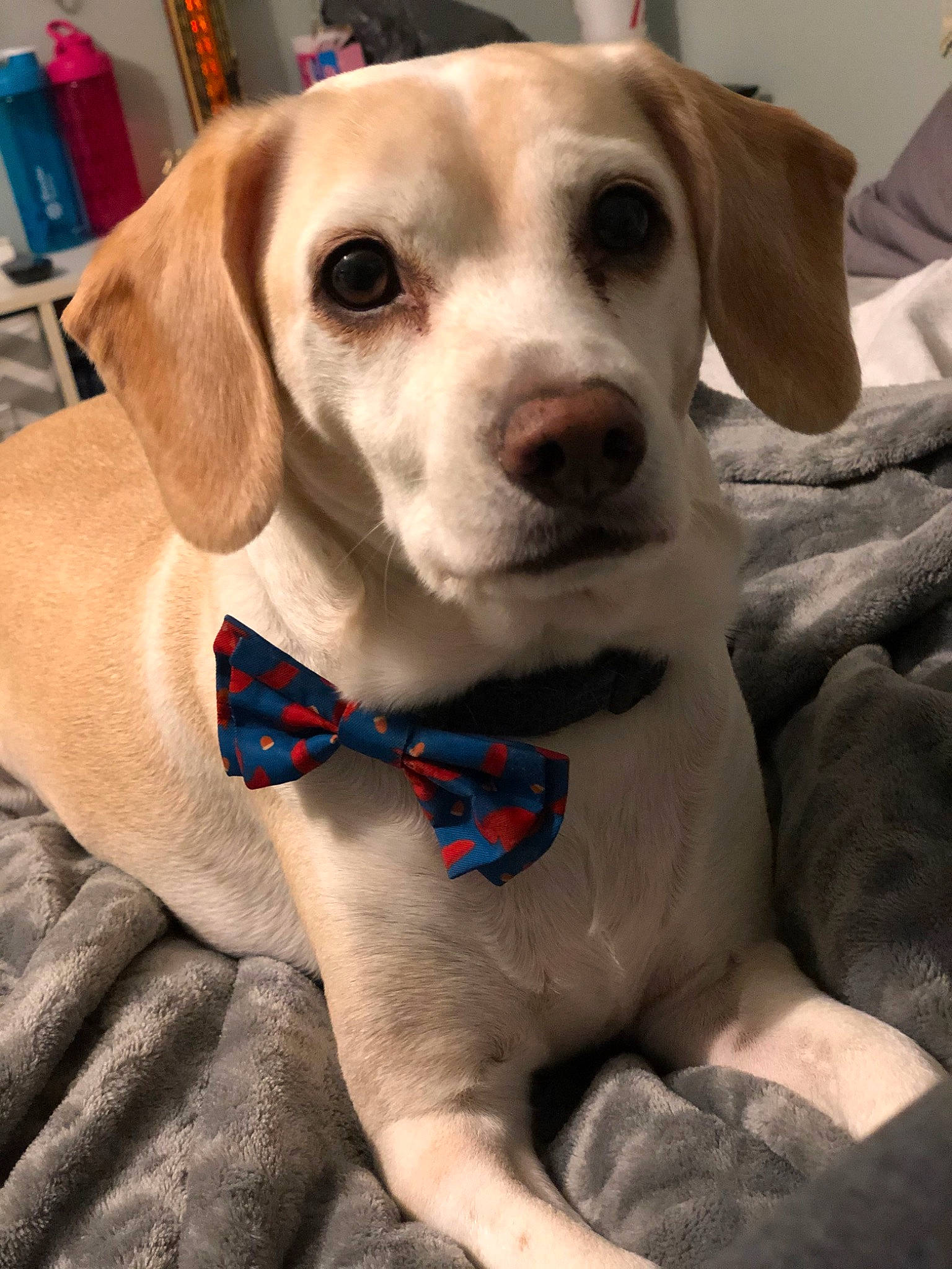 Tiny is registered to the contest to win money with this photo: canidae, carnivore, collar, comfort, companion_dog, dog, dog_breed, dog_collar, dog_supply, electric_blue, eyewear, fawn, gun_dog, leash, pet_supply, snout, sporting_group, whiskers, working_animal