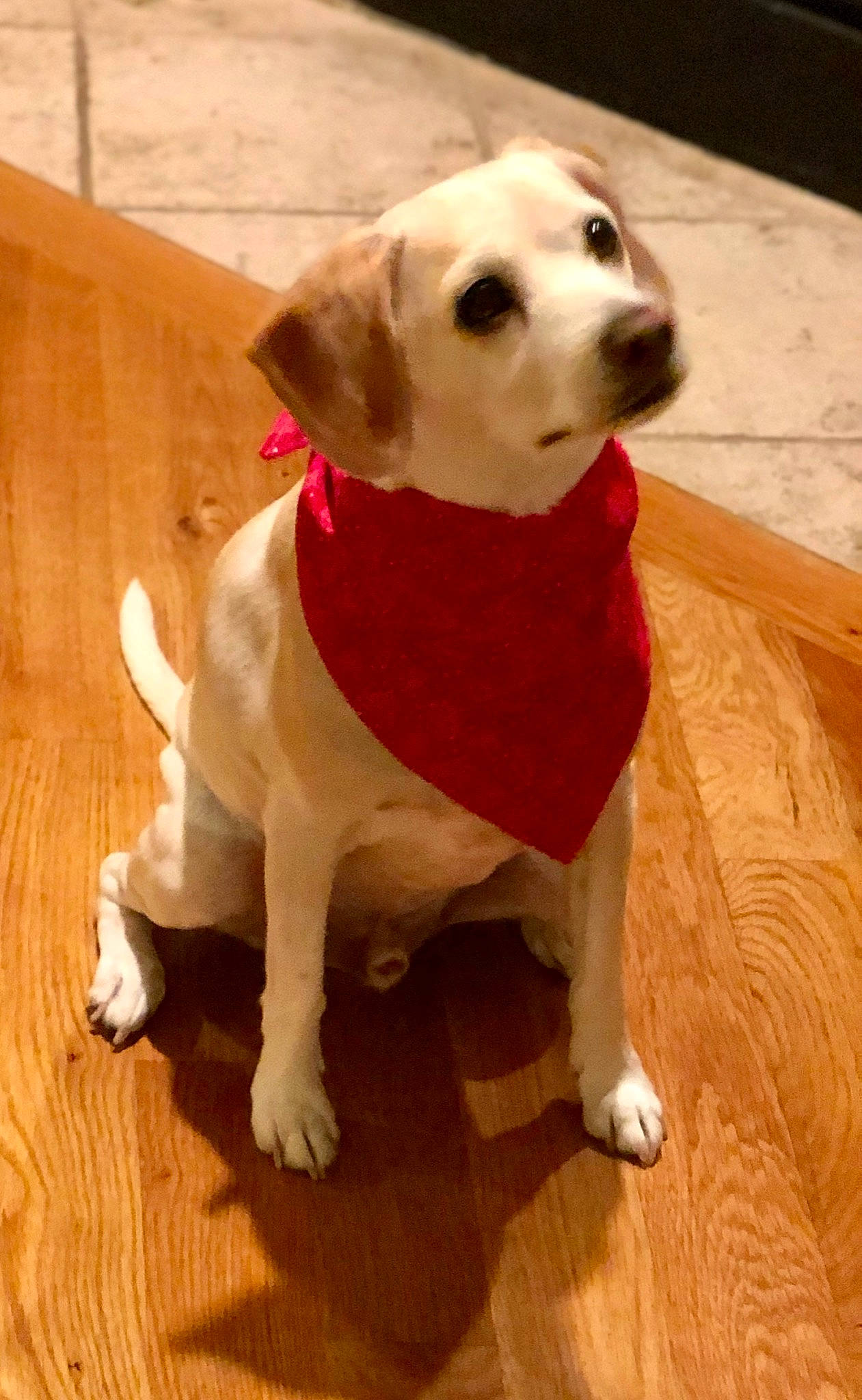 Tiny joined the competition — help win amazing prizes! carnivore, collar, companion_dog, dog, dog_breed, dog_clothes, dog_collar, dog_supply, fawn, flooring, fur, gun_dog, hardwood, pet_supply, tail, varnish, wood, wood_flooring, wood_stain, working_animal