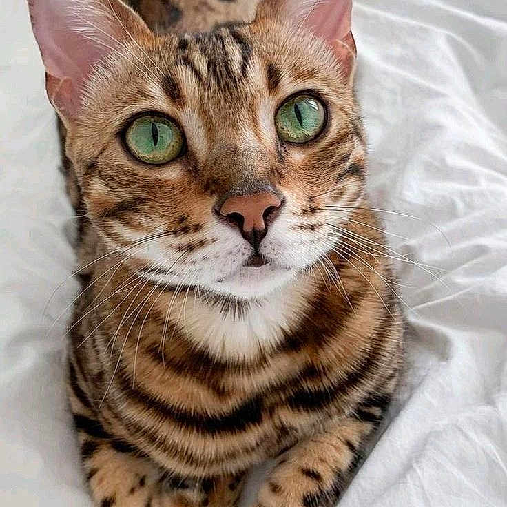 Cléo