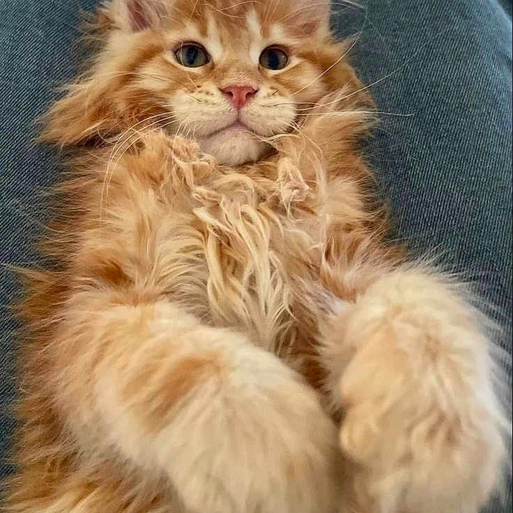 Cannelle
