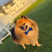Thor is registered to the contest to win money with this photo: dog, pomeranian, bow_tie, fluffy, grass, outdoor, pet, smiling, sunlight, greenery, cute, animal, small_dog, happy, fur, portrait, background_blur, daylight, fence, house