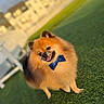 dog, pomeranian, bow_tie, fluffy, grass, outdoor, pet, smiling, sunlight, greenery, cute, animal, small_dog, happy, fur, portrait, background_blur, daylight, fence, house