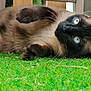 cat, siamese_cat, blue_eyes, grass, outdoor, animal, pet, feline, whiskers, fur, relaxing, close_up, curious, wood, nature, laying_down, cute, domestic_animal, mammal, playful