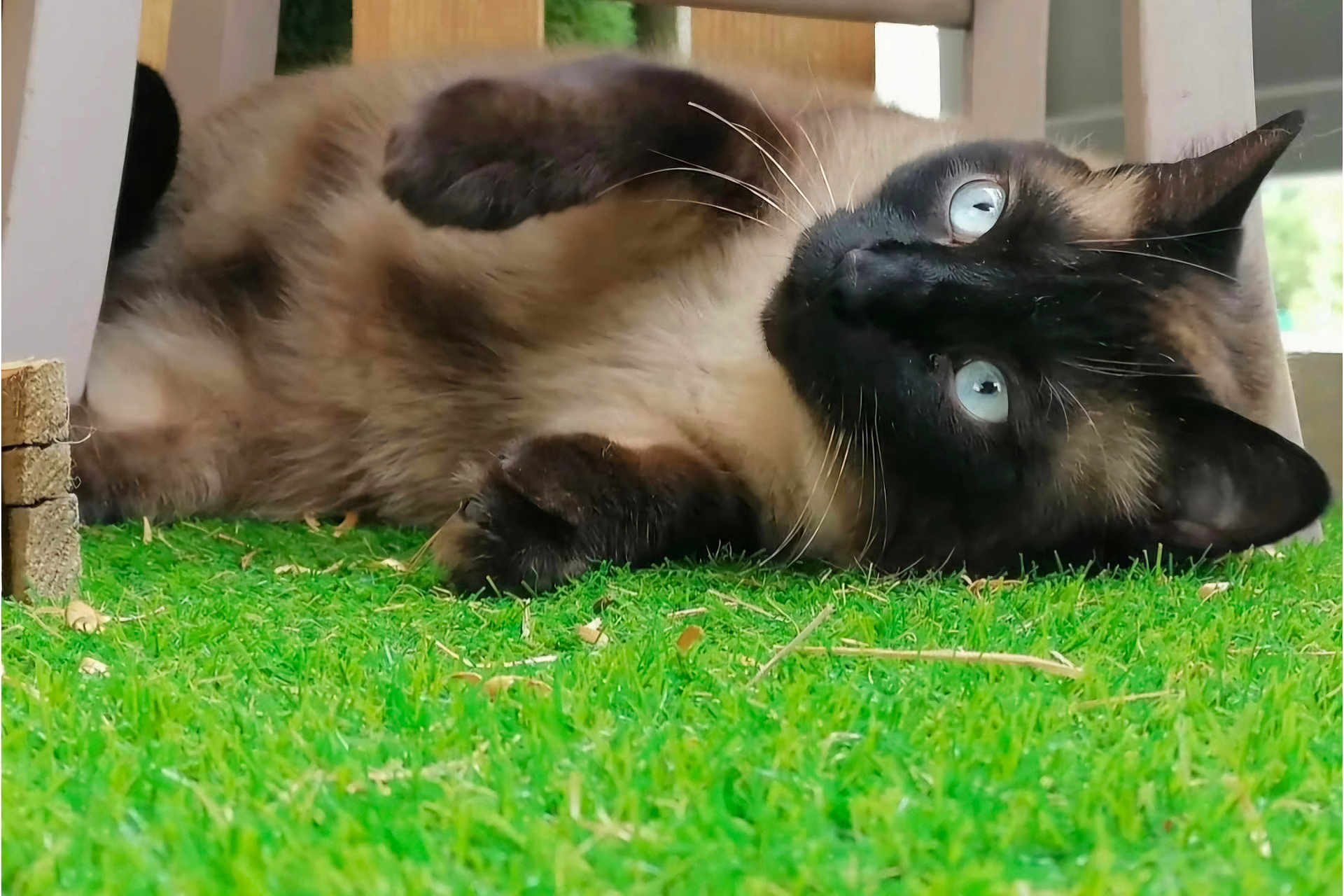 Aldo a rejoint le concours — aidez-le/la à gagner de superbes lots ! cat, siamese_cat, blue_eyes, grass, outdoor, animal, pet, feline, whiskers, fur, relaxing, close_up, curious, wood, nature, laying_down, cute, domestic_animal, mammal, playful